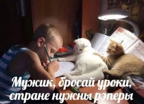 Котики глядя на паренька:
— Мужик, бросай уроки, стране нужны реперы!
