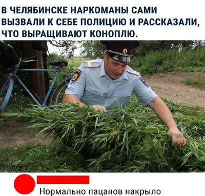 В Челябинске наркоманы сами вызвали к себе полицию и рассказали, что выращивают коноплю.
— Нормально так пацанов накрыло.