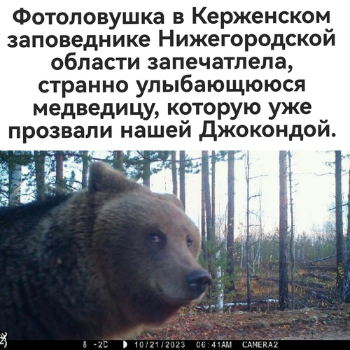 Фотоловушка в Керженском заповеднике Нижегородской области запечатлела, странно улыбающююся медведицу, которую уже прозвали нашей Джокондой.