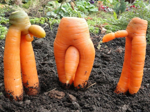 *Совещание морковок*