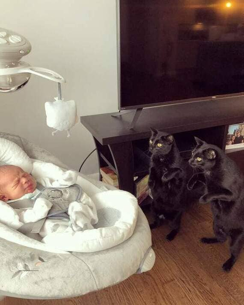 *Чёрные коты и новорожденный новый хозяин*