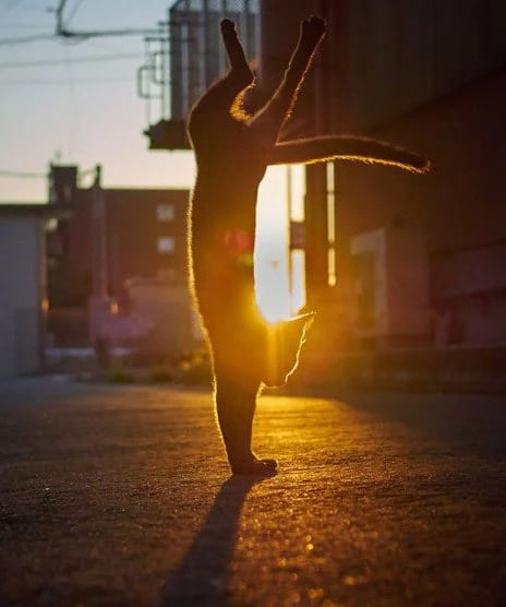 *Утренняя кошачья гимнастика*