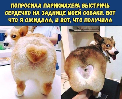 *Попросила парикмахера выстричь сердечко на заднице моей собаки. Вот что я ожидала, и вот, что получила*