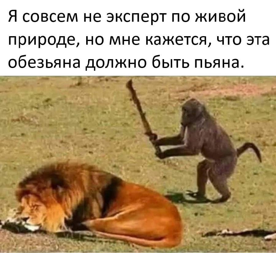 Я совсем не эксперт по живой природе, но мне кажется, что эта обезьяна должно быть пьяна.