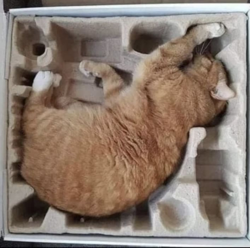 *Кот в коробке (в оригинальной упаковке)*