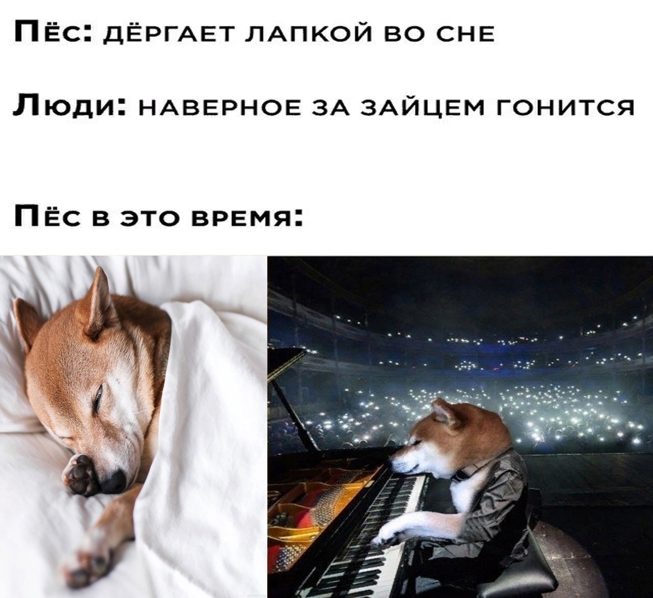 Пёс: *дёргает лапкой во сне*
Люди: Наверное за зайцем гонится.
Пёс в это время: *Играет на пианино*