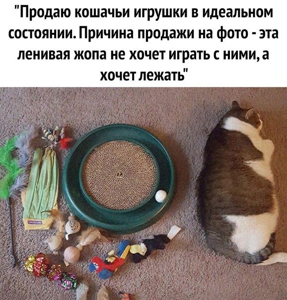 Продаю кошачьи игрушки в идеальном состоянии. Причина продажи на фото - эта ленивая жопа не хочет играть с ними, а хочет лежать.