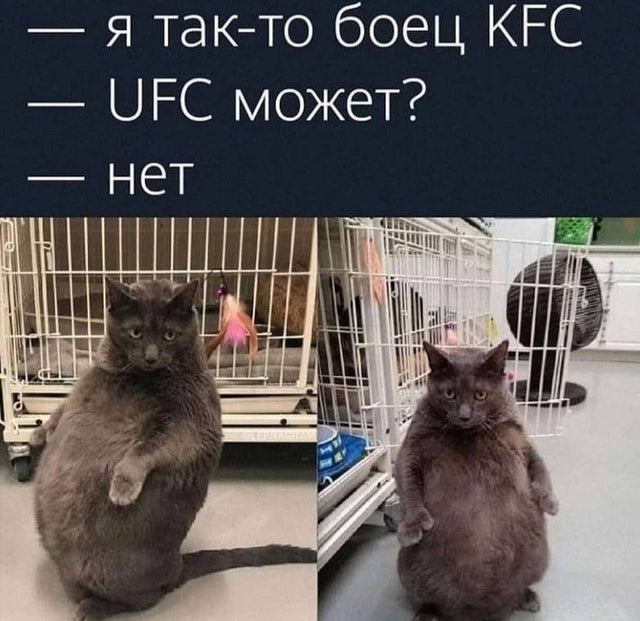 — Я так-то боец KFC.
— UFC может?
— Нет.
