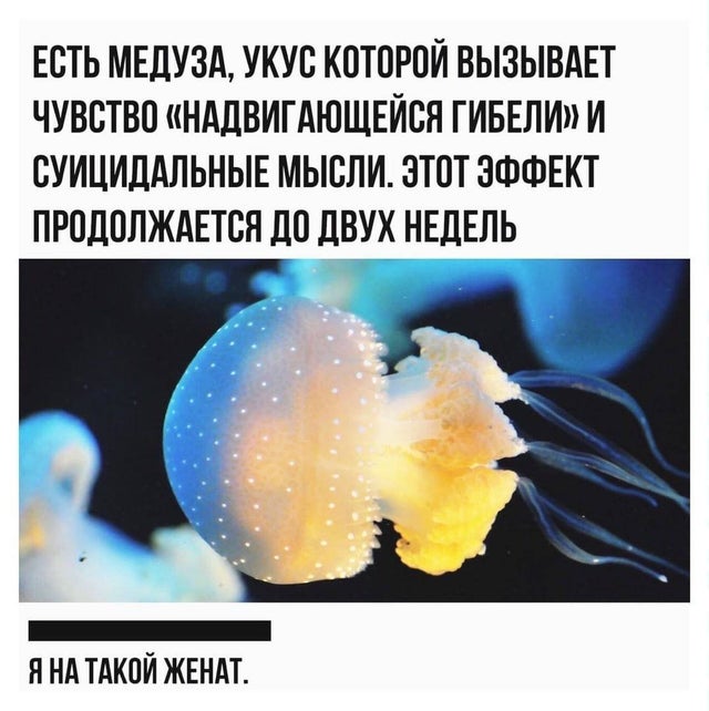 Есть медуза, укус которой вызывает чувство «надвигающейся гибели» и суицидальные мысли. Этот эффект продолжается до двух недель.
— Я на такой женат.