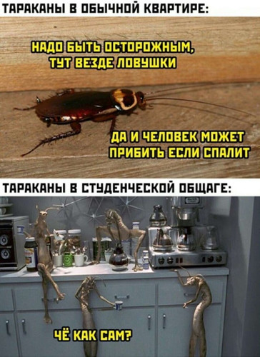 Тараканы в обычной квартире:
— Нужно быть осторожным, ведь тут везде ловушки, да и человек может прибить если увидит.
Тараканы в студенческой общаге:
— Чё как сам?