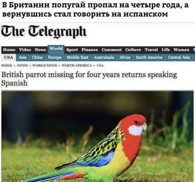 В Британии попугай пропал на четыре года, а вернувшись стал говорить на испанском языке. | British parrot missing for four years returns speaking Spanish.