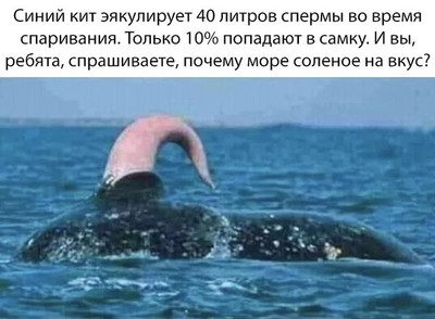 Синий кит эякулирует 40 литров спермы во время спаривания. Только 10% попадают в самку. И вы, ребята, спрашиваете, почему море соленое на вкус?