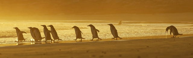 Блюющий пингвин с группой других пингвинов.