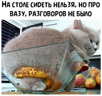 Мысли моего кота:
— На столе сидеть нельзя, но про вазу, разговоров не было.