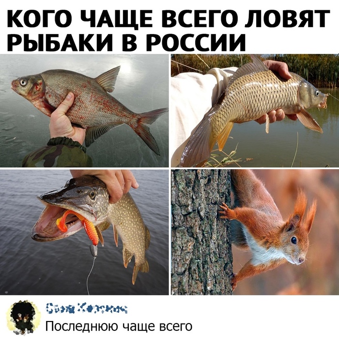 Кого чаще всего ловят рыбаки в России.
Последнюю чаще всего.