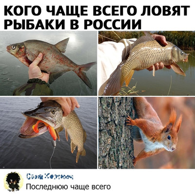 Кого чаще всего ловят рыбаки в России.
Последнюю чаще всего.