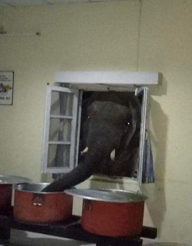 Слон зашёл в гости через окно кухни и решил немного подкрепиться прямо из кастрюли на плите.