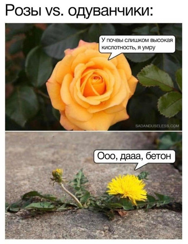 Розы vs. одуванчики:
— У почвы слишком высокая кислотность, я умру!
— Ооо, дааа, бетон!