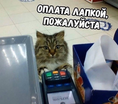 Кот:
— Оплата лапкой, пожалуйста.