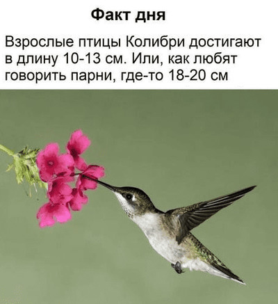 Факт дня. 
Взрослые птицы Колибри достигают в длину 10-13 см. Или, как любят говорить парни, где-то 18-20 см.