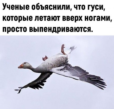 Ученые объяснили, что гуси, которые летают вверх ногами, просто выпендриваются.