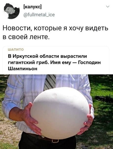 Новости, которые я хочу видеть в своей ленте.
В Иркутской области вырастили гигантский гриб. Имя ему — Господин Шампиньон.