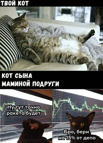 Твой кот: *целыми днями спит*
Кот сына маминой подруги: *Занимается трейдингом и играет на бирже*