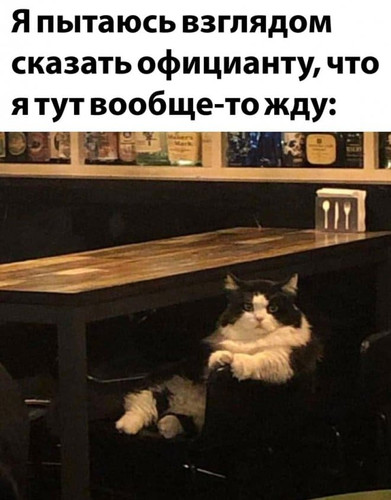 Я пытаюсь взглядом сказать официанту, что я тут вообще-то жду:
* Кот сидящий за столом в ресторане *