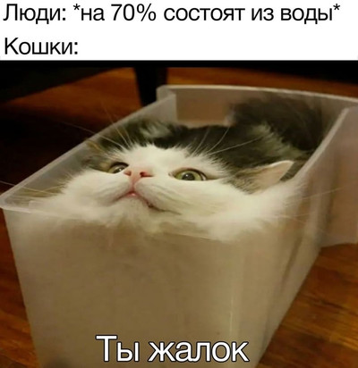 Люди: *на 70% состоят из воды*
Кошки:
— Ты жалок.