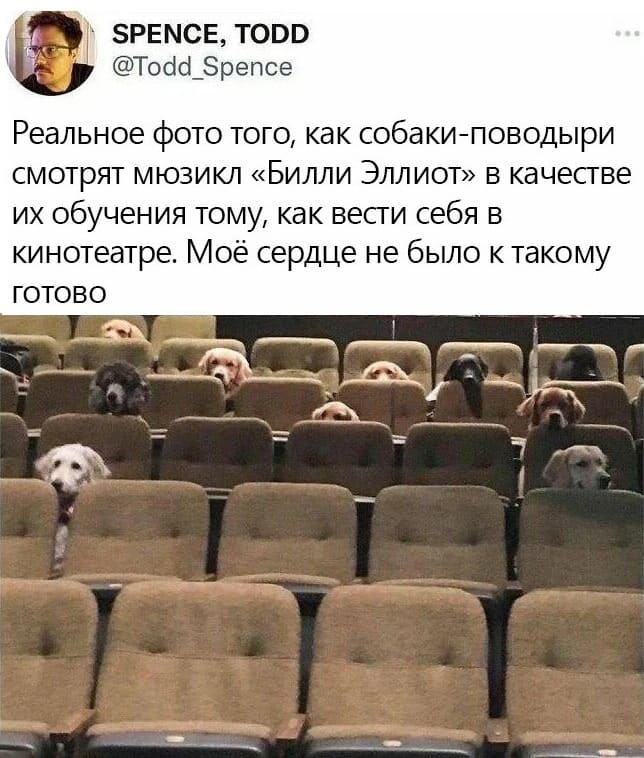 Реальное фото того, как собаки-поводыри смотрят мюзикл «Билли Эллиот» в качестве их обучения тому, как вести себя в кинотеатре. Моё сердце не было к такому готово.