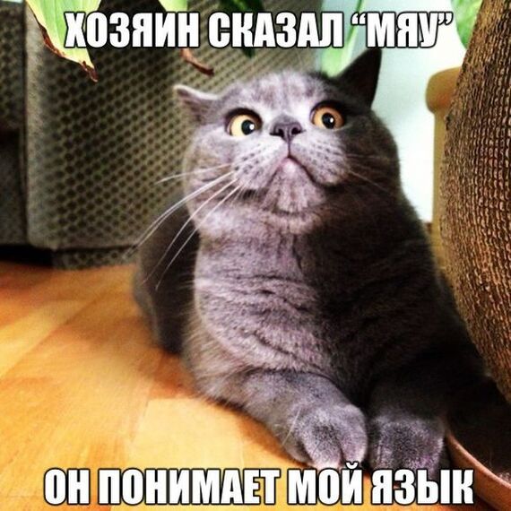 Мысли кота:
*Хозяин сказал мяу, он понимает мой язык!*