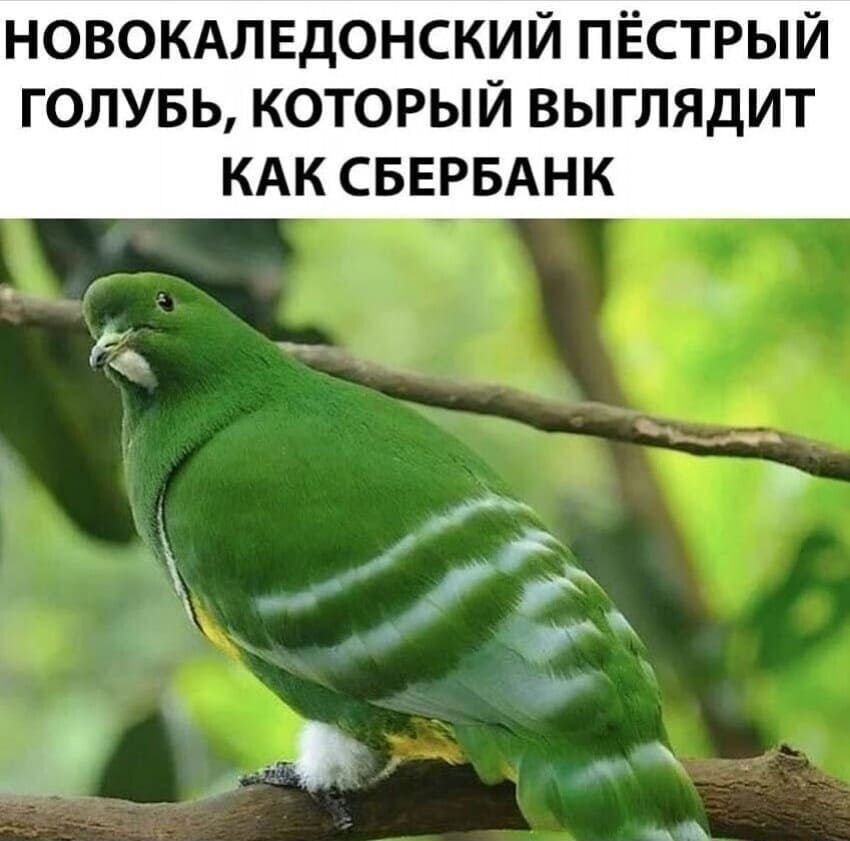 Новокаледонский пёстрый голубь, который выглядит как сбербанк.