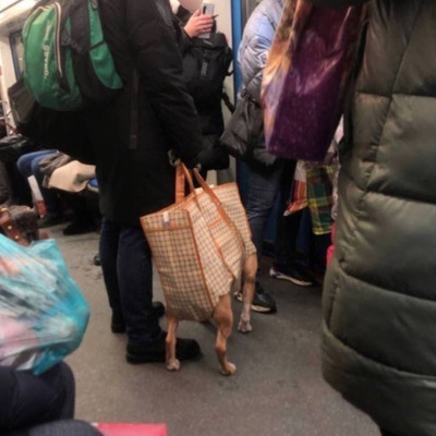 С собакой в сумке в метро.