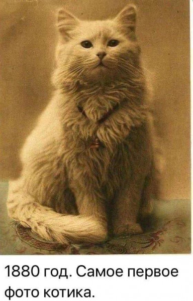 1880 год. Самое первое фото котика.