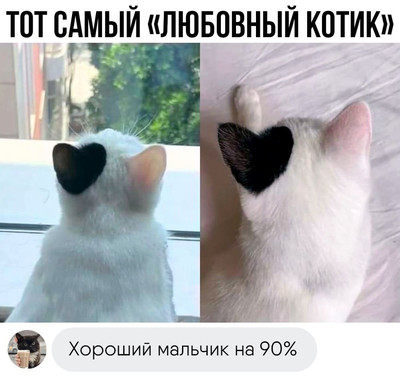 Тот самый «Любовный котик».
— Хороший мальчик на 90%.