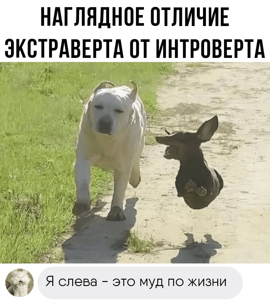 Наглядное отличие экстраверта от интроверта.
— Я слева – это муд по жизни.