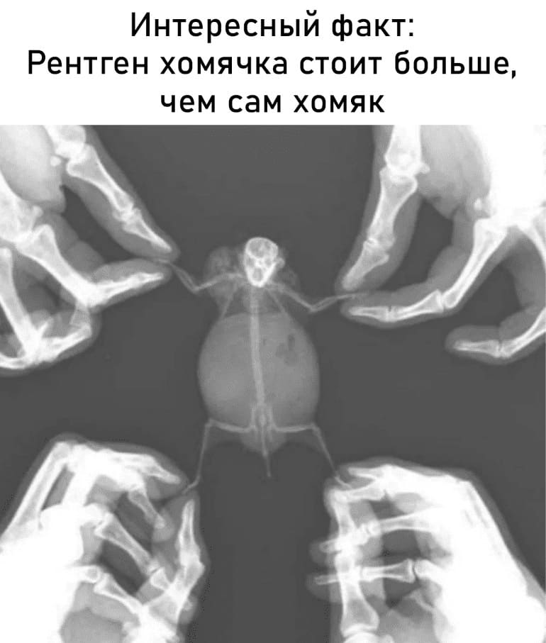 Интересный факт: Рентген хомячка стоит больше, чем сам хомяк.