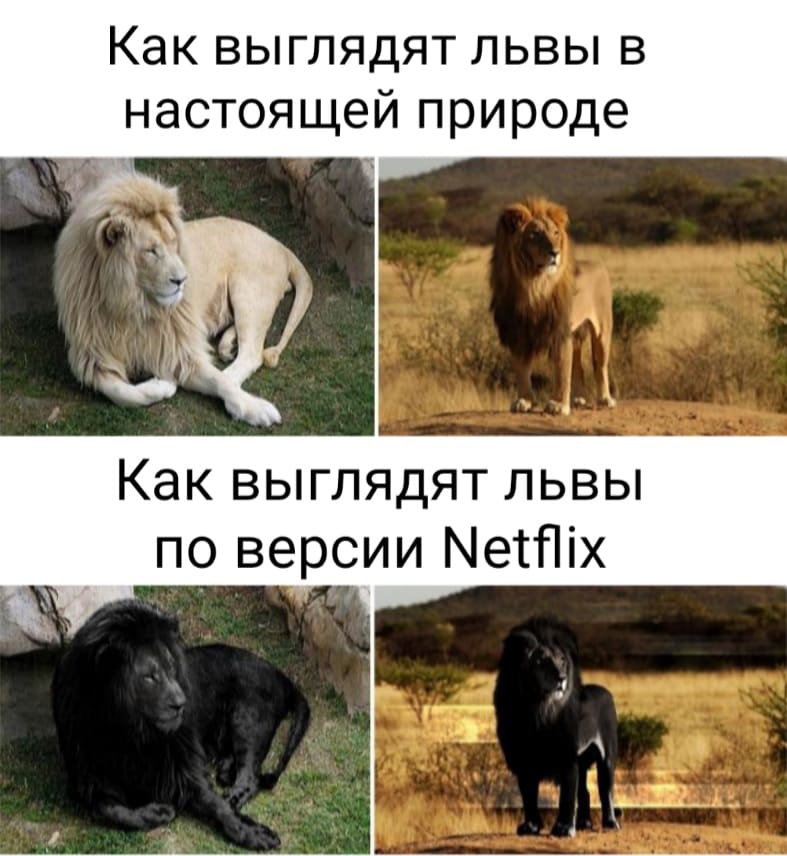 Как выглядят львы в настоящей природе и как выглядят львы по версии Netflix.