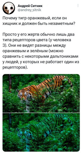 Почему тигр оранжевый, если он хищник и должен быть незаметным?
Просто у его жертв обычно лишь два типа рецепторов цвета (у человека 3). Они не видят разницы между оранжевым и зелёным (можно сравнить с некоторыми дальтониками у людей, у которых не работает один из рецепторов).
