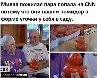 Милая пожилая пара попала на CNN потому что они нашли помидор в форме уточки у себя в саду.