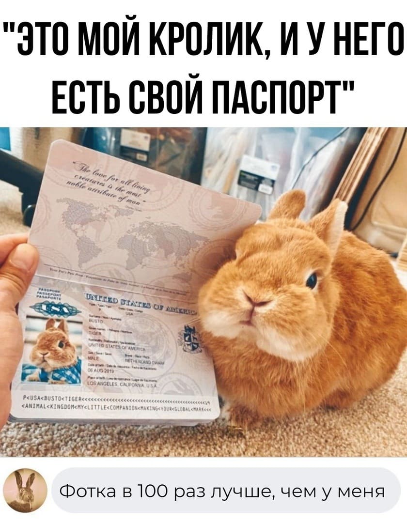 «Это мой кролик, и у него есть свой паспорт»
— Фотка в 100 раз лучше, чем у меня.