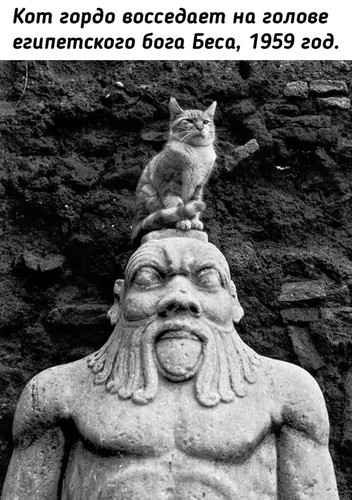 Кот гордо восседает на голове египетского бога Беса, 1959 год.