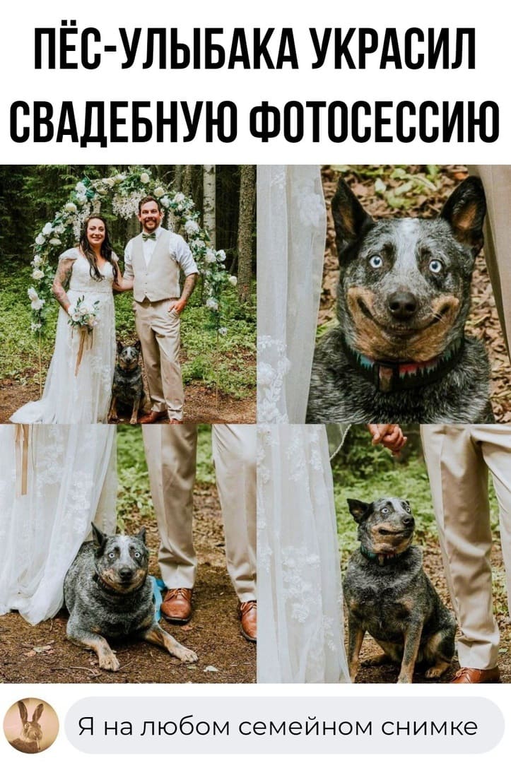 Пёс-улыбака украсил свадебную фотосессию.
— Я на любом семейном фото.