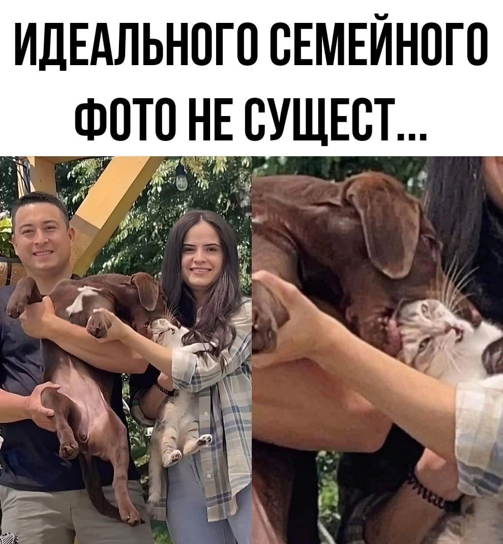 Когда тебе говорят, что идеального семейного фото не существует.
*То самое — идеальное семейное фото с собакой и котом*