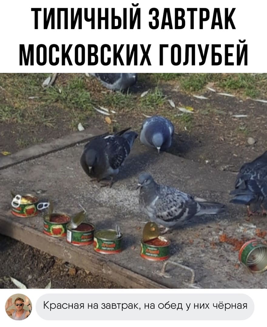 Типичный завтрак московских голубей.
— Красная на завтрак, на обед у них чёрная.