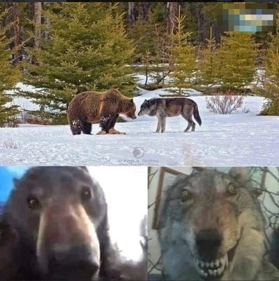 Встреча волка с медведем.