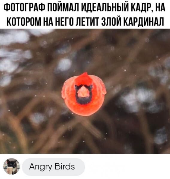 Фотограф поймал идеальный кадр, на котором на него летит злой кардинал.
— Angry Birds.