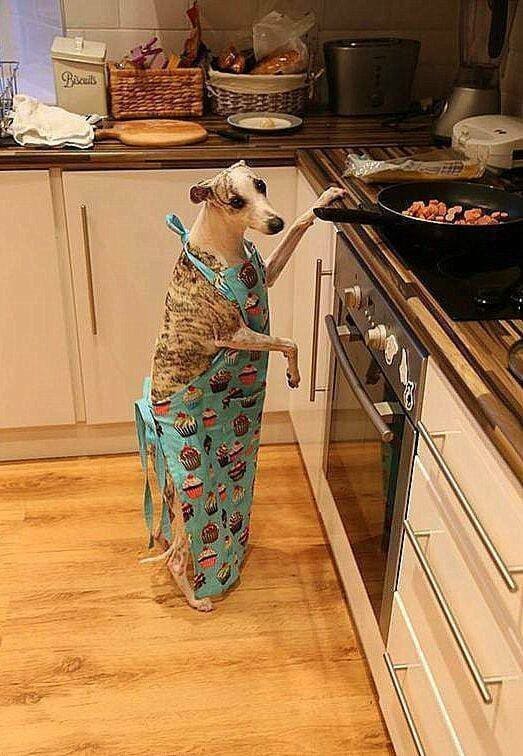 Собака в фартуке готовит еду стоя на кухне за плитой.