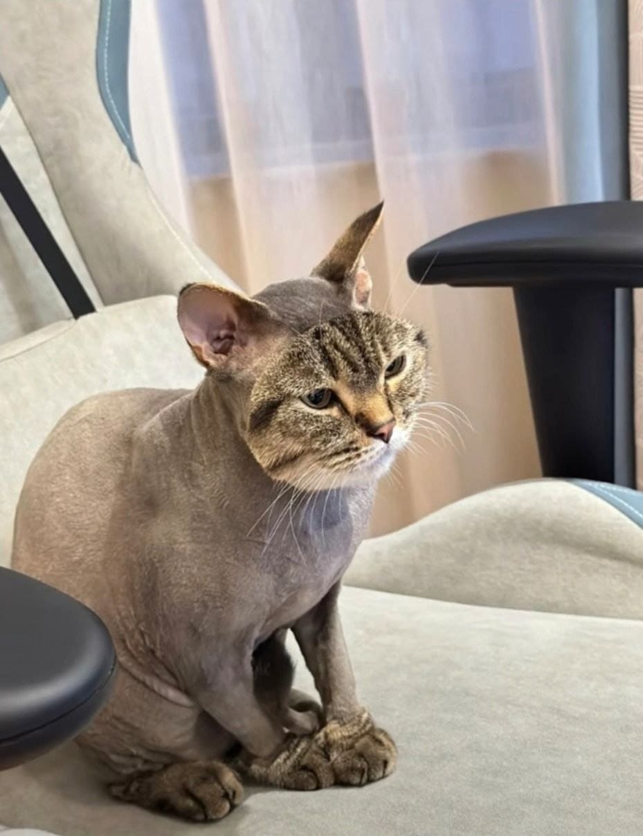 Когда ты кот, который не смог сказать парикмахеру, что пора бы уже остановиться...
