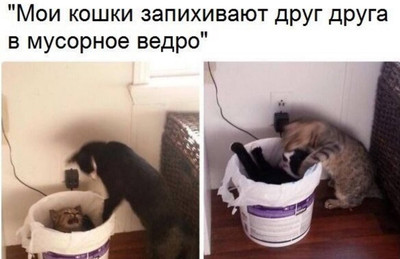 «Мои кошки запихивают друг друга в мусорное ведро».
